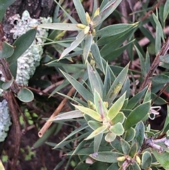 Styphelia triflora (Five-corners) at Crowther, NSW - 12 Jul 2025 by Frecko