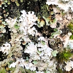 Unverified Lichen at Crowther, NSW - 12 Jul 2025 by Frecko