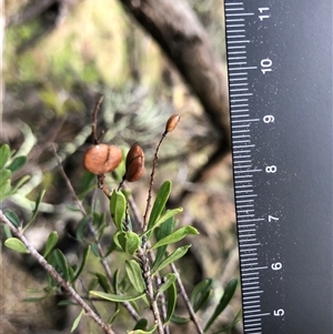 Bursaria spinosa (Native Blackthorn, Sweet Bursaria) at Crowther, NSW - Yesterday by Frecko