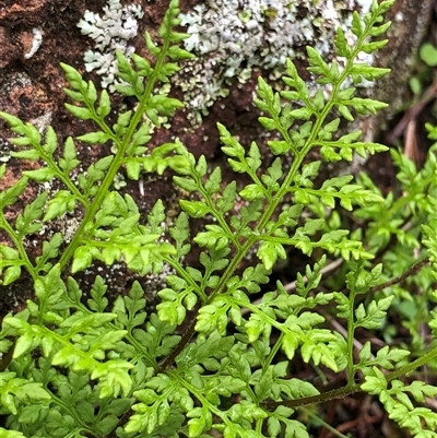 Cheilanthes austrotenuifolia (Rock Fern) at Crowther, NSW - 12 Jul 2025 by Frecko