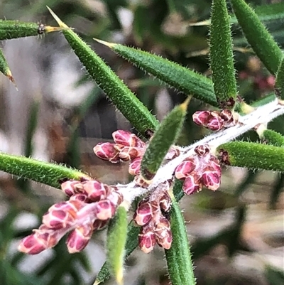 Lissanthe strigosa subsp. subulata at Crowther, NSW - 12 Jul 2025 by Frecko