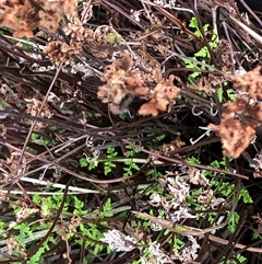 Cheilanthes austrotenuifolia at Crowther, NSW - 12 Jul 2025 by Frecko