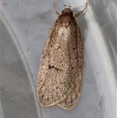 Eulechria convictella (Eulechria convictella) by LisaH