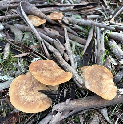Unverified Fungus at Aranda, ACT - 13 Jul 2025 by LeahColebrook