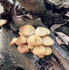 Unverified Fungus at Aranda, ACT - 13 Jul 2025 by LeahColebrook