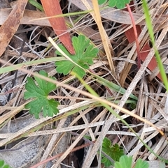 Geranium solanderi var. solanderi at Flynn, ACT - Today by WalkYonder