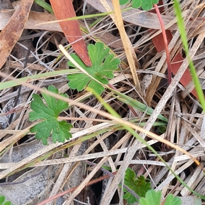 Geranium solanderi var. solanderi at Flynn, ACT - Today by WalkYonder