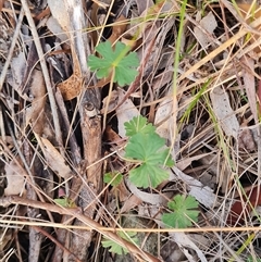Geranium solanderi var. solanderi at Flynn, ACT - 13 Jul 2025 04:28 PM
