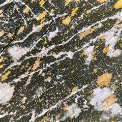 Lichen - crustose at Weston, ACT - 13 Jul 2025 by Hejor1