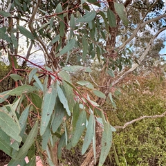 Eucalyptus (genus) at Weston, ACT - 13 Jul 2025 by Hejor1