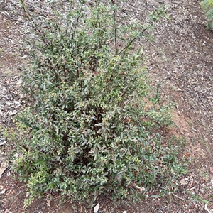 Pyracantha sp. at Weston, ACT - Today by Hejor1