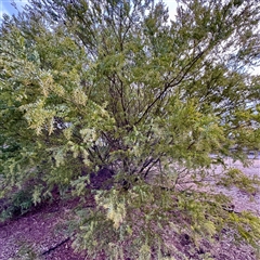 Acacia decurrens at Weston, ACT - Today by Hejor1