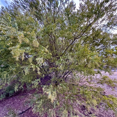 Acacia decurrens at Weston, ACT - Today by Hejor1