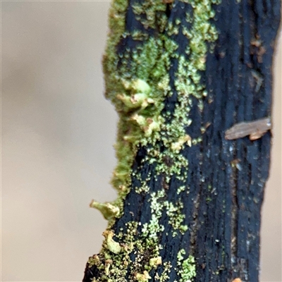 Cladonia sp. (genus) at Weston, ACT - 13 Jul 2025 by Hejor1