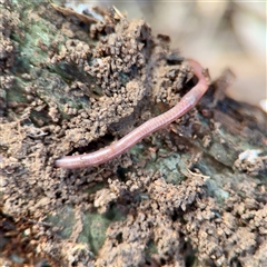 Oligochaeta (class) (Unidentified earthworm) at Weston, ACT - Yesterday by Hejor1
