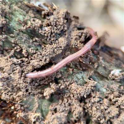 Oligochaeta (class) (Unidentified earthworm) at Weston, ACT - Yesterday by Hejor1