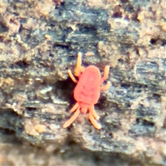 Trombidiidae (family) (Red velvet mite) at Weston, ACT - Yesterday by Hejor1
