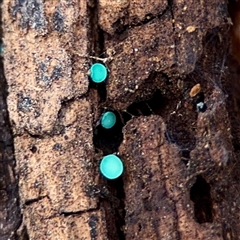 Chlorociboria at Weston, ACT - 13 Jul 2025 by Hejor1