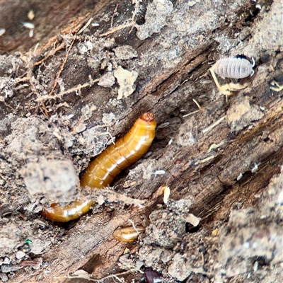 Meneristes australis at Weston, ACT - 13 Jul 2025 by Hejor1