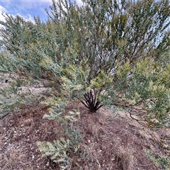 Acacia cultriformis at Weston, ACT - Today by Hejor1