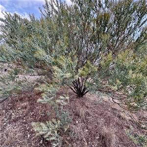 Acacia cultriformis at Weston, ACT - Today by Hejor1