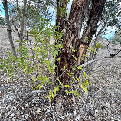 Ligustrum lucidum (Large-leaved Privet) at Weston, ACT - Yesterday by Hejor1