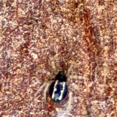 Euryopis sp. (genus) at Weston, ACT - Today by Hejor1