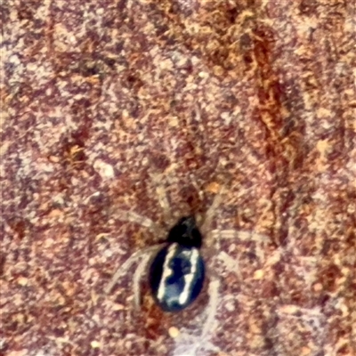 Euryopis sp. (genus) at Weston, ACT - Today by Hejor1