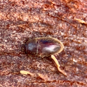 Nocar sp. (Genus) at Weston, ACT - Yesterday by Hejor1