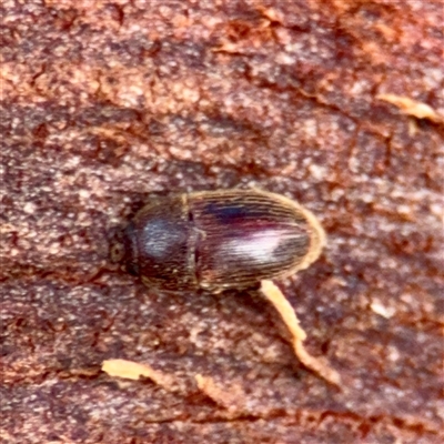 Nocar sp. (Genus) at Weston, ACT - 13 Jul 2025 by Hejor1
