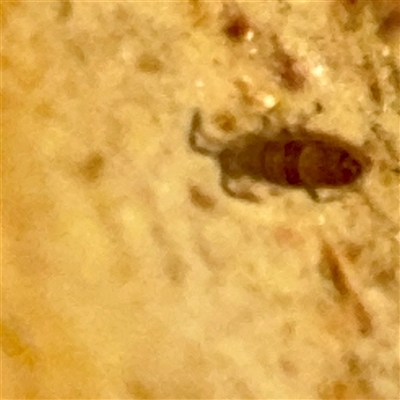 Entomobryomorpha (order) at Weston, ACT - Yesterday by Hejor1
