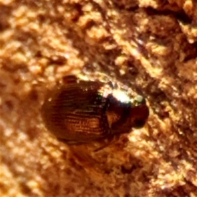 Alticini (tribe) (Unidentified flea beetle) at Weston, ACT - Yesterday by Hejor1