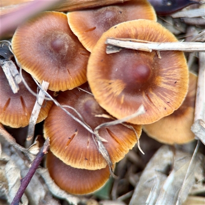 zz agaric (stem; gills not white/cream) at Weston, ACT - 13 Jul 2025 by Hejor1