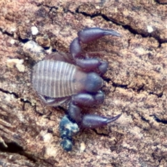 Pseudoscorpiones (order) (False Scorpion, Pseudoscorpion) at Weston, ACT - 13 Jul 2025 by Hejor1