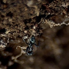 Formicidae (family) (Unidentified ant) at Weston, ACT - 13 Jul 2025 by Hejor1