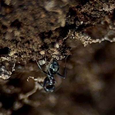 Formicidae (family) (Unidentified ant) at Weston, ACT - 13 Jul 2025 by Hejor1