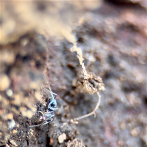 Formicidae (family) at Weston, ACT - 13 Jul 2025 03:49 PM