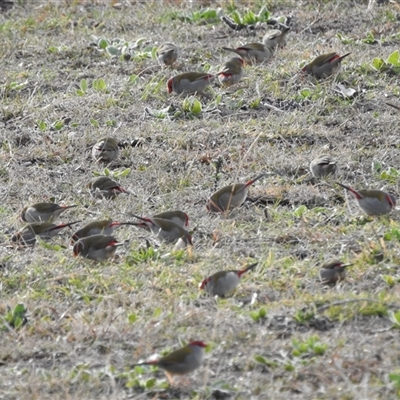 Neochmia temporalis (Red-browed Finch) at Kambah, ACT - Yesterday by HelenCross