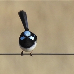 Malurus cyaneus (Superb Fairywren) at Kambah, ACT - Yesterday by HelenCross