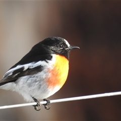 Petroica boodang (Scarlet Robin) at Kambah, ACT - Today by HelenCross