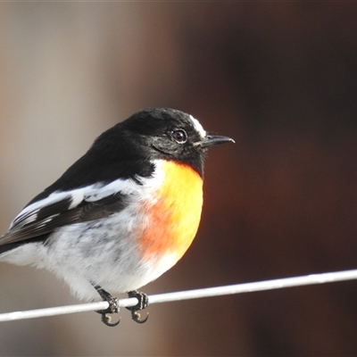 Petroica boodang (Scarlet Robin) at Kambah, ACT - Today by HelenCross