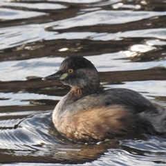 Tachybaptus novaehollandiae (Australasian Grebe) at Kambah, ACT - Yesterday by HelenCross