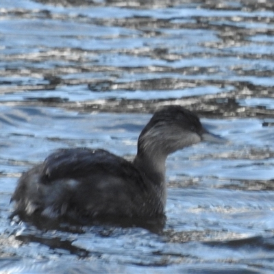 Poliocephalus poliocephalus at Kambah, ACT - Yesterday by HelenCross