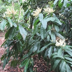 Lasjia claudiensis at Edge Hill, QLD - 28 Apr 2015 by JasonPStewartNMsnc2016