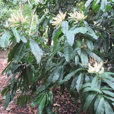 Lasjia claudiensis at Edge Hill, QLD - 28 Apr 2015 by JasonPStewartNMsnc2016