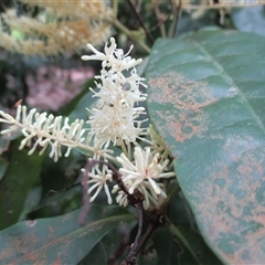 Lasjia claudiensis at Edge Hill, QLD - suppressed
