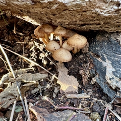 zz agaric (stem; gill colour unknown) at Weston, ACT - 13 Jul 2025 by Hejor1