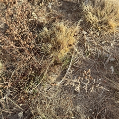 Eragrostis curvula (African Lovegrass) at Weston, ACT - Yesterday by Hejor1