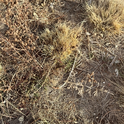 Eragrostis curvula (African Lovegrass) at Weston, ACT - Yesterday by Hejor1