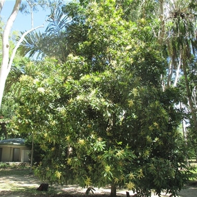 Lasjia claudiensis at Edge Hill, QLD - 28 Apr 2015 by JasonPStewartNMsnc2016